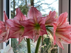 Exotische Amaryllis-Blüten