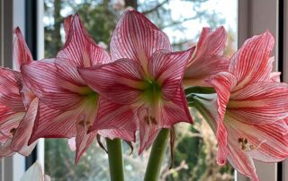 Exotische Amaryllis-Blüten