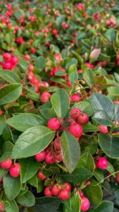 Gaultheria