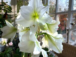 Weiße Amaryllis-Blüte