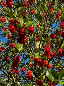 Ilex groß - mit Früchten