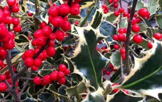 Ilex mit Laub