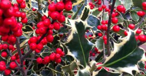 Ilex mit Laub