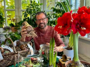Ploberger mit Amaryllis