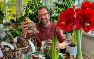 Ploberger mit Amaryllis