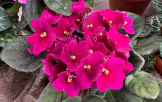 Rotes Usambaraveilchen