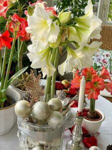 Amaryllis - blüht im Advent