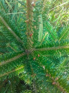 Christbaum
