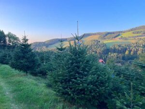 Baum aussuchen