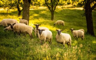 Schafe im Obstgarten