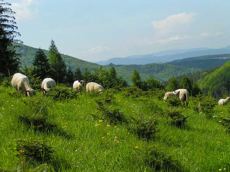 Shropis und Landschaft