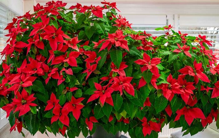 Weihnachtstern der Familie Karner