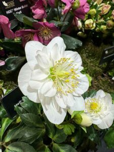 Christrose mit gefüllten Blüten