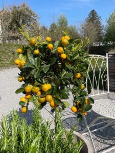 Citrus