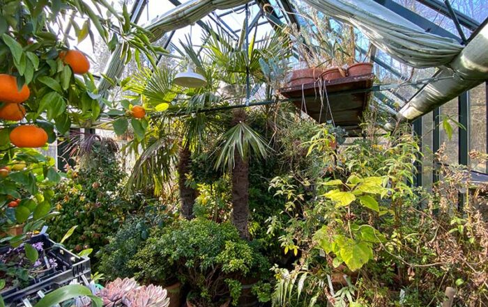 K&uuml;belpflanzen im Glashaus