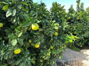 Citrus