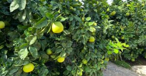 Citrus
