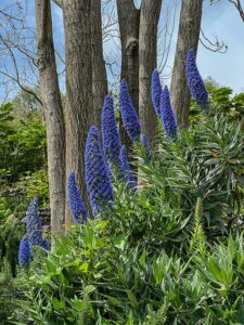 Natternkopf in voller Blüte