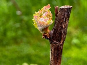 Austreibender Wein
