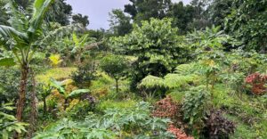 Natur im Garten (Bild: ORF/Ralph Huber-Blechinger)