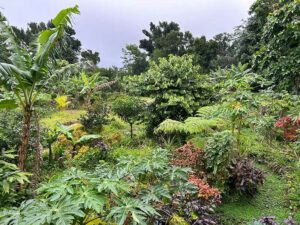 Natur im Garten (Bild: ORF/Ralph Huber-Blechinger)