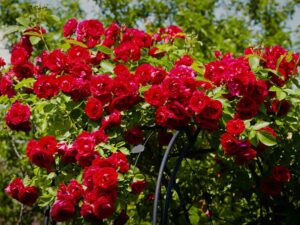 Natur im Garten (Bild: ORF/Talk TV)