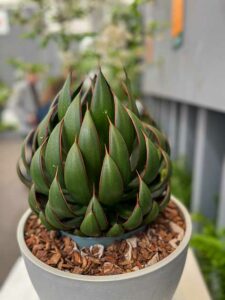 Agave Prayers Hands