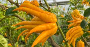 Tropischer Citrus "Buddahs Hand"