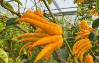 Tropischer Citrus "Buddahs Hand"