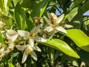 Blühender Citrus - betörender Duft