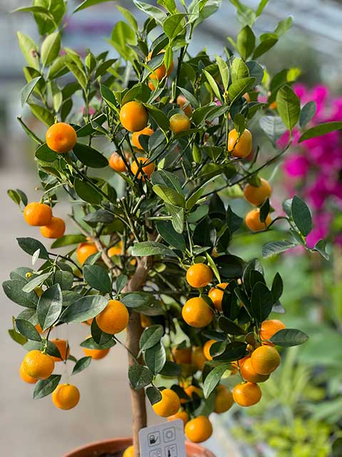 Calamondine