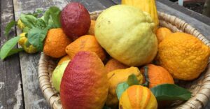 Citrus-Vielfalt