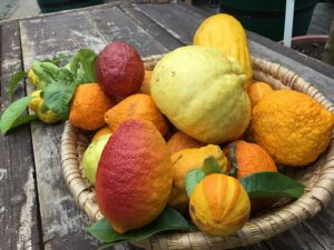 Citrus-Vielfalt