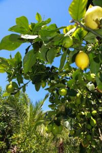 Citrus