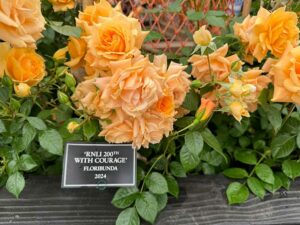 Die Lebensretter-Rose 2024