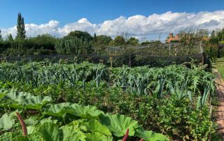 Gemulchter Gemüsegarten