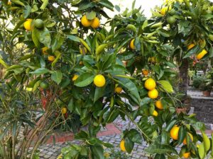 Orangen und Zitronen