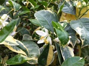 Panaschierte Blätter beim Citrus