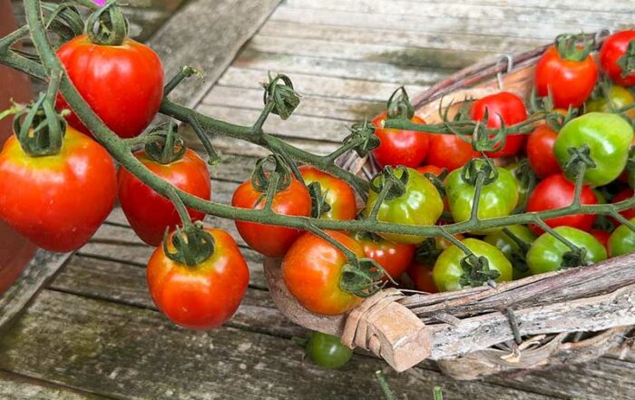 Herztomate mit gewaltigen Fruchtrispen