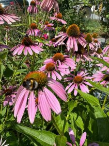 Sonnenhut "Echinacea purpurea"