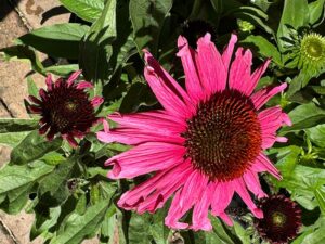 Sonnenhut "Fatal Attraction"