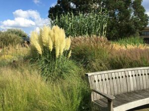 Gräser sind die Zierde des Herbstes