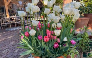 Hohe und niedrige Tulpen im Topf