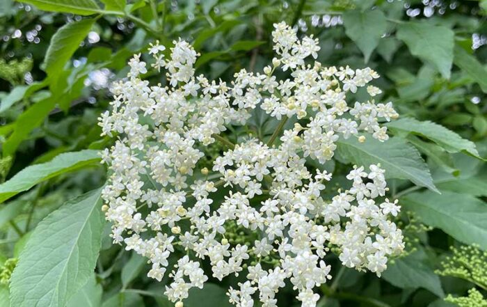 Holunderblüte
