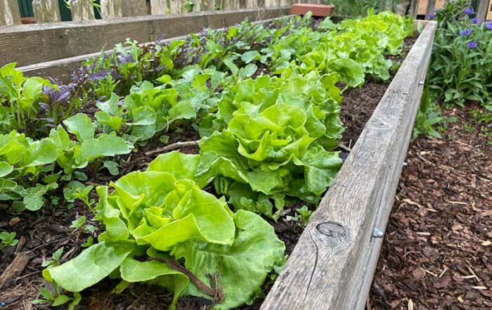 Gemüse im Hochbeet