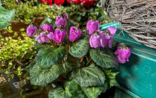 Cyclame "Windbells"