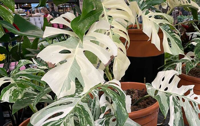 Zweifarbiges Fensterblatt