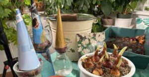 Hyazinthen auf dem Glas