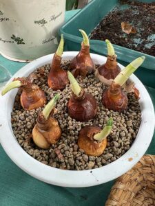 Weihnachtstazetten