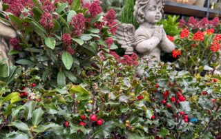 Ilex mit Beeren